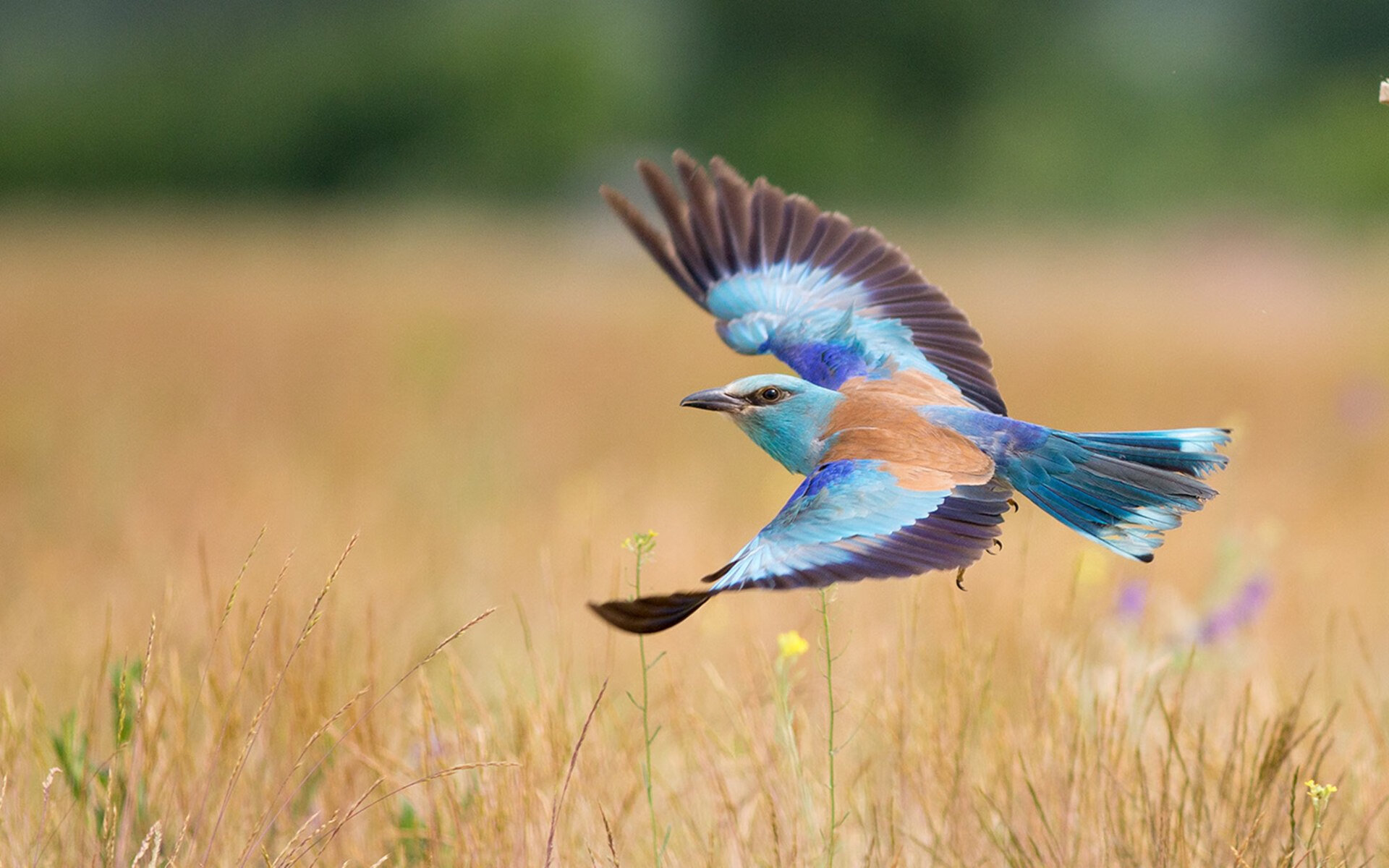 爱游戏在线登录入口-“中国足球俱乐部海外拉练，拓宽视野”，效力国外足球俱乐部的中国人