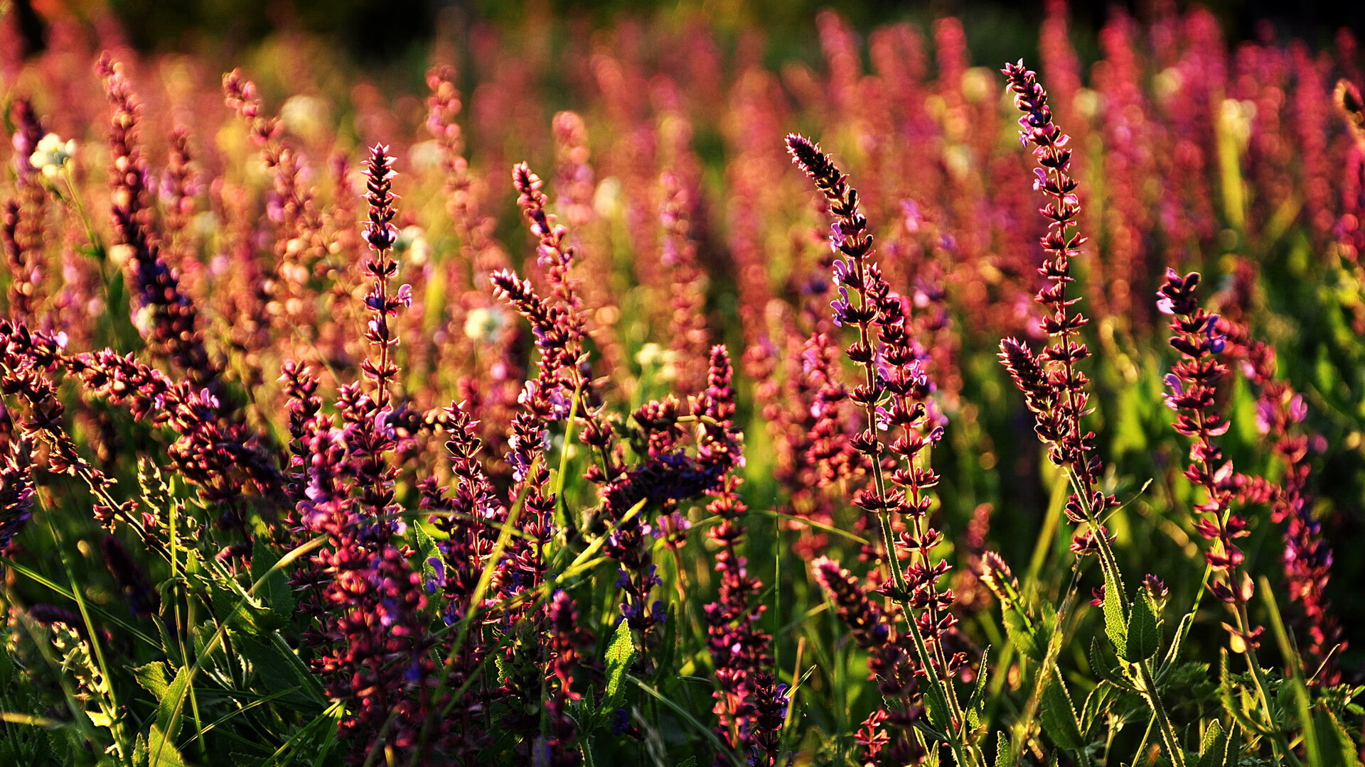 爱爱游戏-“中国足球年度最佳阵容揭晓，实力队伍荣登榜单”，中国足球最佳阵容名单