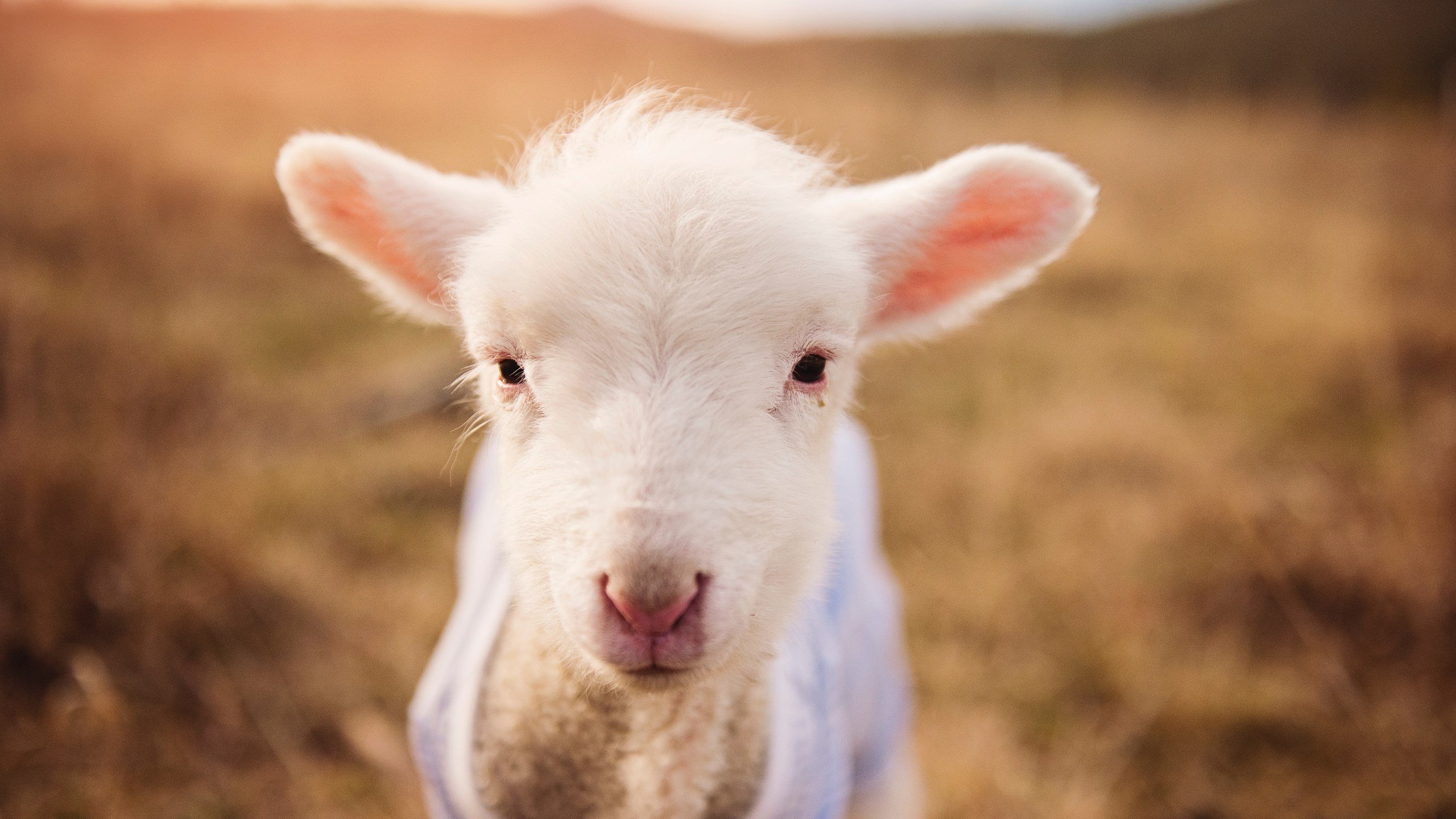 爱游戏体验-“中国足球运动积分制改革：未来趋势揭秘”，中国足球队的积分