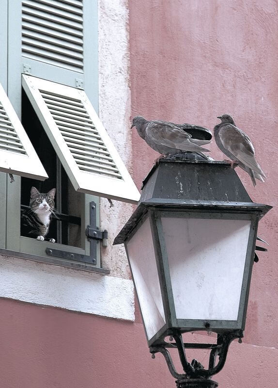 爱游戏在线娱乐官网-“年度焦点战役，战术博弈见真章”，焦点博弈是啥